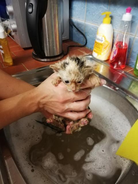 Ein verwaistes Kätzchen wird im Tierheim Bruck versorgt, doch die Kapazitäten reichen auch hier bald nicht mehr aus. | Foto: TH Bruck/L.