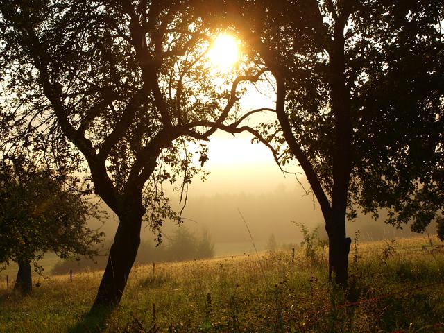 Foto: Wieseninitiative