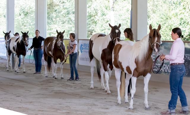 Edle Pferde sah man in Preding bei Weiz bei der 30 Jahre Jubiläumsfeier. | Foto: Painted Horse Ranch