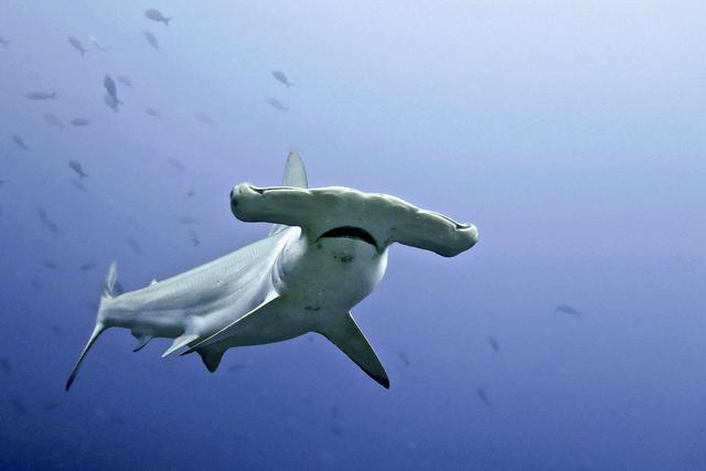 Bild 214: "Hammerhead" - 37 Punkte | Foto: © by Trish_Zerha