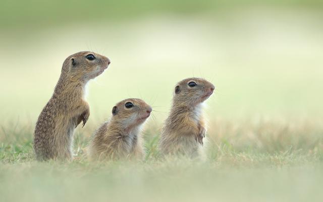 Bild 608: "three little ground squirrels" von Landesmeisterin - 44 Punkte | Foto: © by Mag. Ing. Martina Matuella
