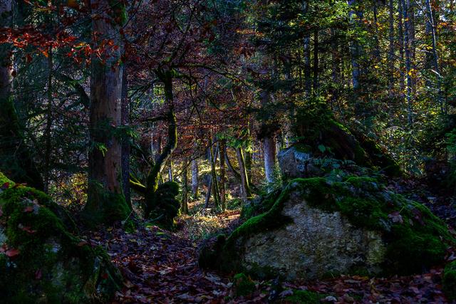 Bild 5: "Waldlichtung" - 41 Punkte | Foto: © by Othmar Senn