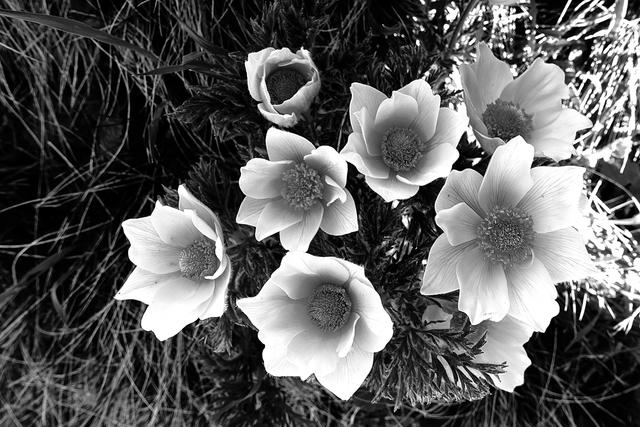 Bild 197: "Anemone" - 38 Punkte