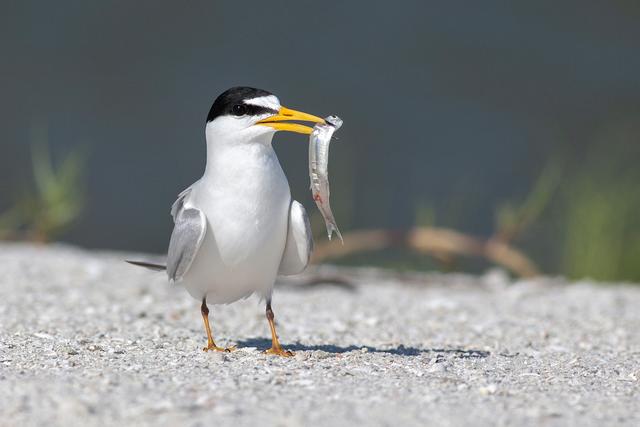 Bild 824: "Seeschwalbe" - 39 Punkte | Foto: © by Thomas Kirschner