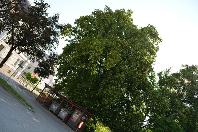 Die Sommerlinde im Jahr 2015. Das Naturdenkmal musste nun gefällt werden.