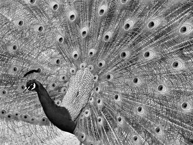 Bild 219: "peacock" - 42 Punkte | Foto: © by Trish Zerha