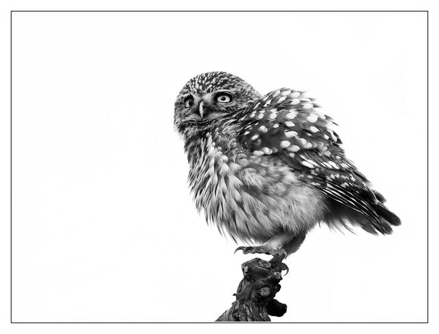 Bild 610: "little owl # 2" - 42 Punkte | Foto: © by Mag. Ing. Martina Matuella