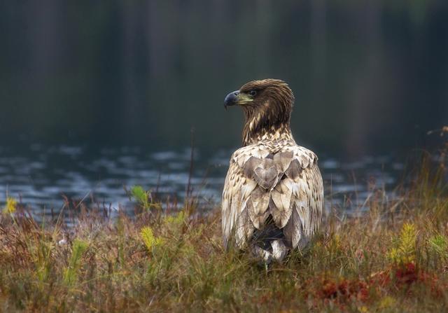Bild 714: "white tailed eagle" - 36 Punkte | Foto: © by Mag. Ing. Martina Matuella