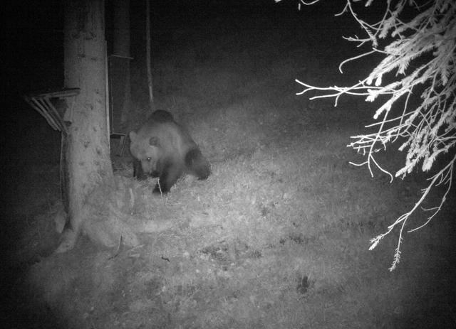 Dieses Bild stammt von Bär "Klausi", der im Juni im Klausenwald von einer Fotofalle fotografiert wurde..