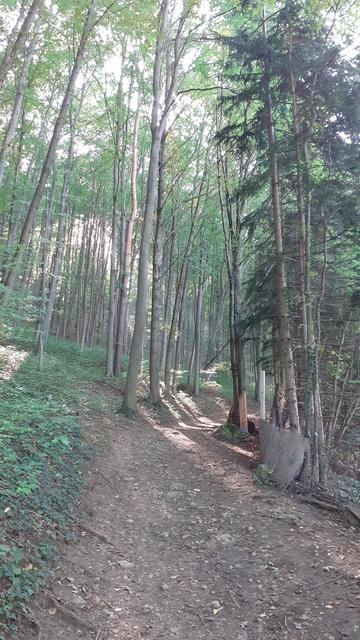 Der Lehrpfad führt ohne Kräfte raubende Steigungen durch den wald. | Foto: RAXmedia