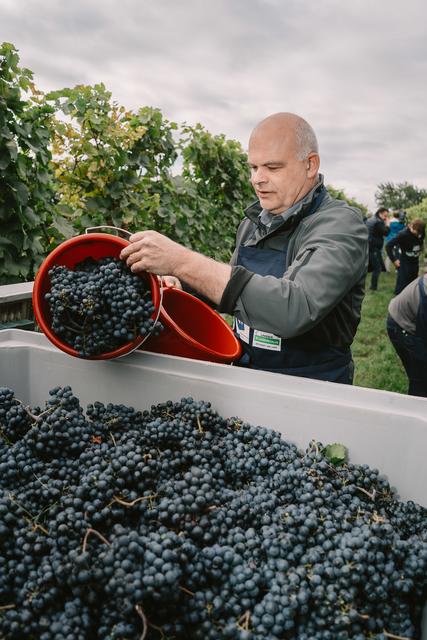 RWA-Abteilungsleiter Franz Zöch übergab Scheren und Schürzen und half anschließend bei der Charity-Weinlese tatkräftig mit. | Foto: www.seidlsoukup.at