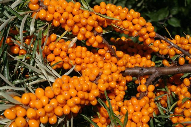 Sanddorn
Volksname: Seedorn, Stechdorn, Stranddorn, Weidendorn.