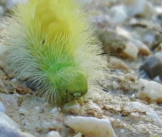 Schmetterlingsraupe vom Buchen-Streckfuß 