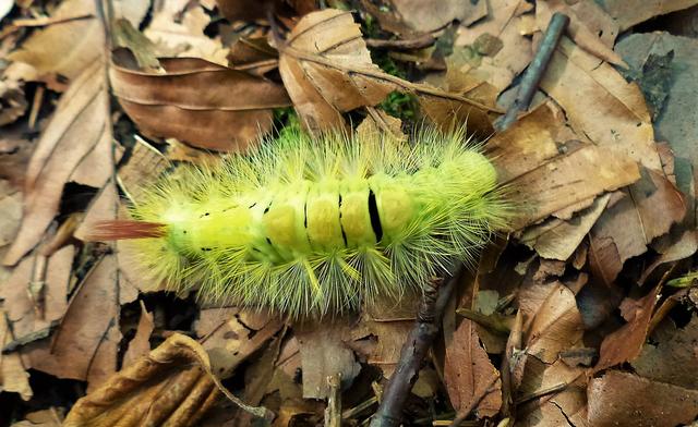 Buchen-Streckfußraupe mit seinem charakteristischen roten Schwänzchen