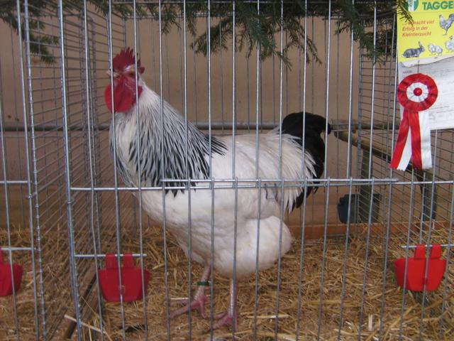 Kleintierausstellung in der Rindervermarktungshalle in Greinbach.