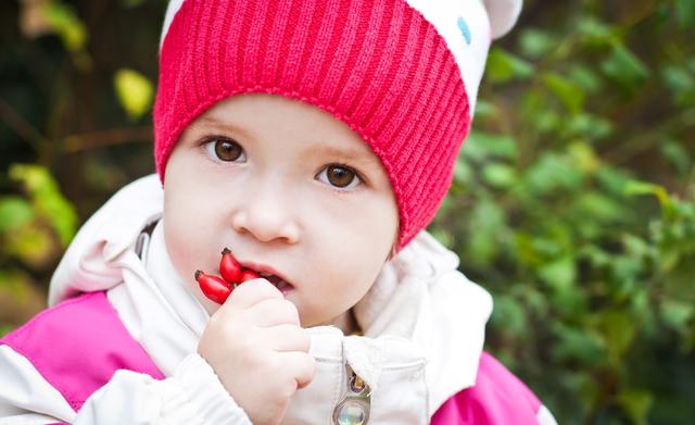 Hagebutten sind voller Vitamin C.  | Foto: AdobeStock