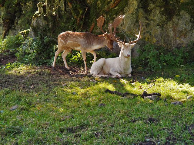 Ein weißer Hirsch im Wildpark - eine Seltenheit!