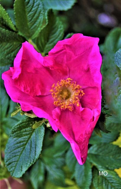 Ein herzliches Dankeschön!