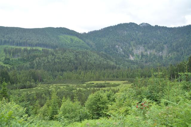 Eine Erkundungstour im Hochmoor Leckermoos in Göstling an der Ybbs.