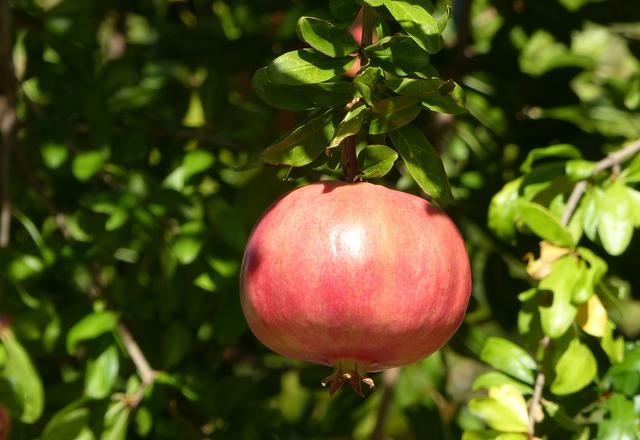 Granatapfel