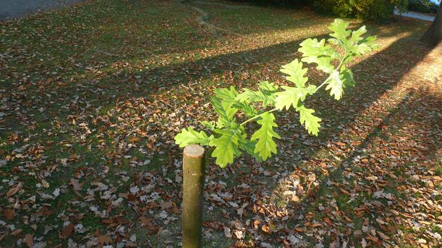 Noch scheint die Sonne auf den Kurz-Baum