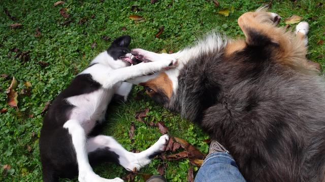 Beim entspannten Spiel ganz ohne Leine können Hunde sich artgerecht austoben.
