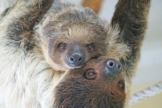 Faultiere leben in den Regenwäldern Süd- und Mittelamerikas. Sie sind in vielerlei Hinsicht verblüffende Tiere.
