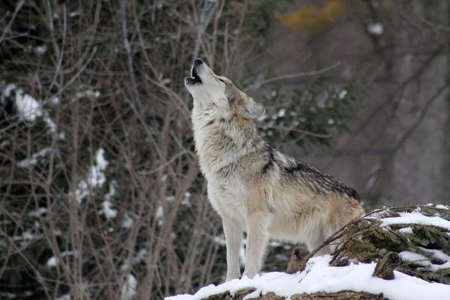 Der Wolf ist in Europa eine streng geschützte Art.