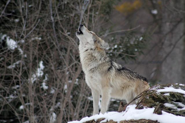 Der Wolf ist in Europa eine streng geschützte Art. | Foto: Pixabay