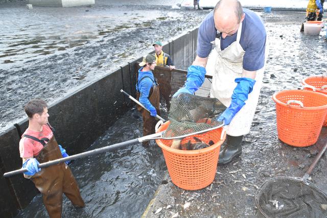 Karpfenzucht Die Karpfen im Strußnigteich Feldkirchen