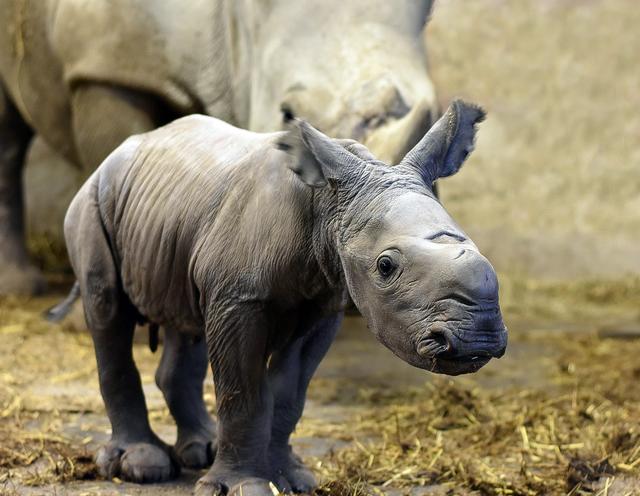 Der kleine Nashornbulle. | Foto: Tiergarten Schmiding