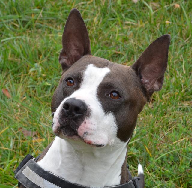 Tyson