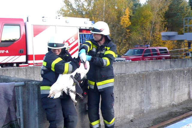 Die Feuerwehr Weißkirchen befreite den Schwan aus seiner misslichen Lage.