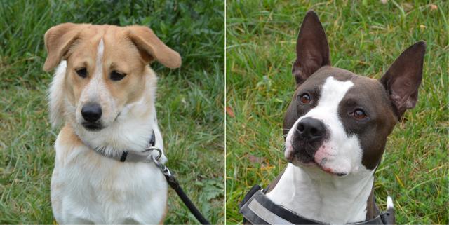 "Shy" und "Tyson" suchen ein Hunde-Zuhause.