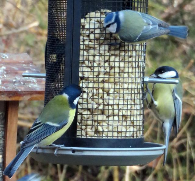 Die Blaumeise ist ein kleiner, lebhafter Singvogel. Sie gehört zur Familie der Meisen. Blaumeisen werden durchschnittlich bis zu 5 Jahre alt. Der Lebensraum von Blaumeisen erstreckt sich über Gärten, Parks und Mischwälder.
Die Kohlmeise hat ihren Namen wegen der kohlschwarzen Kopfzeichnung. Kohlmeisen nannte man früher auch “Finkmeisen” wegen ihrem finkenähnlichen Lockruf. Die Stimme / Ruf der Kohlmeise ist heute sehr unterschiedlich.