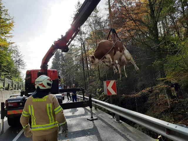 Die Feuerwehr Schwoich rettete Mutterkuh "Alma" per Kran aus unwegsamem Gelände.