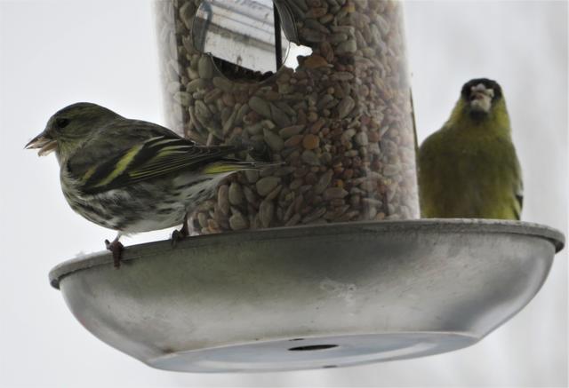 Die zwischen Oktober und April bei uns weilenden Zeisige halten sich überwiegend in der offenen Landschaft, in Parks und in Gärten auf, wo sie hauptsächlich Erlen- und Birkensamen fressen. Mit leisen „tetteret“-Rufen halten sie ständig Kontakt untereinander. 