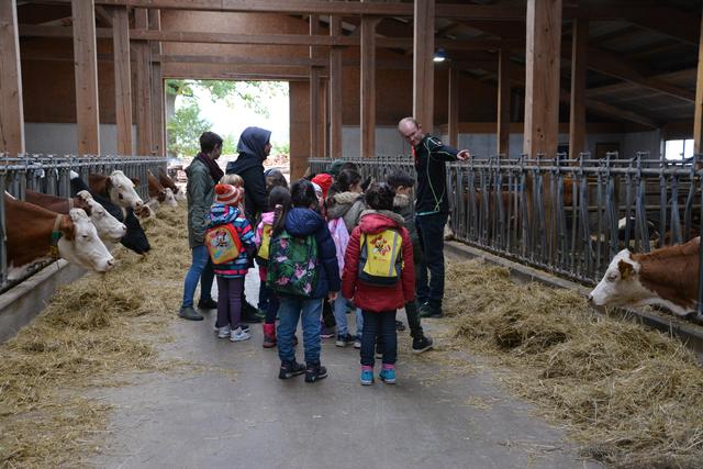 Was fressen Kühe? Beim anschaulichen Unterricht im Stall des Wallerbauern in Wörgl waren die Kinder mit Begeisterung dabei.
