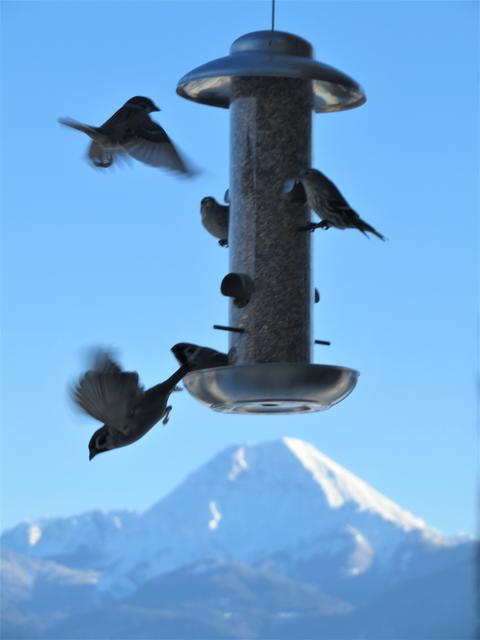Im Verlauf eines langen Winters verringert sich das natürliche Nahrungsangebot für Vögel. Daher stürzen sie sich allzu gerne auf das Futter, das ihnen von Menschen angeboten wird.