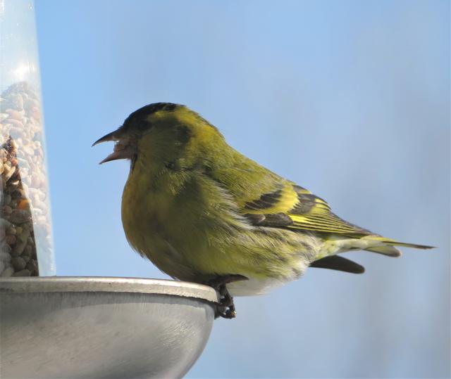 Vogelfütterung ermöglicht Vogelbeobachtung aus nächster Nähe. Bequem vom Fenster aus kann man wildlebende Vogelarten erleben und ihr Verhalten studieren!