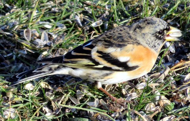 Der spatzengroße Buchfink ist ein echter Schönling, zumindest was Herrn Buchfink angeht. Er hat ein prachtvolles, buntes Gefieder, die Brust ist weinrot, der Kopf blaugrau. Das Weibchen trägt dagegen ein schlichteres Federkleid in beige-grünlichem Farbton.