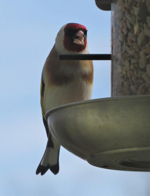 Der Stieglitz ist Vogel des Jahres 2016. Man nennt den Stieglitz auch Distelfink. Er gehört zu den farbenfrohesten Finkenarten und ist mit seinen ca. 12 cm einer der kleinsten unter den Finken.