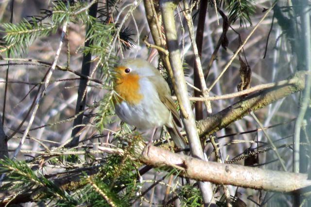 Rotkehlchen gehören zu den wenigen Vogelarten unserer Breiten, deren Gesang man auch an milden Wintertagen hören kann. Wenn man die perlend dahinfließenden Strophe hört, ist der Vogel nicht weit. Mit seiner roten Brust lässt es sich aber auch optisch gut identifizieren.