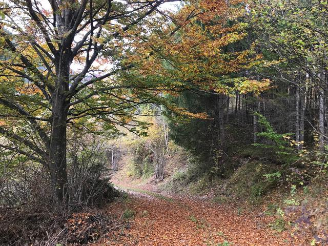 <f>Die Färbung </f>des Waldes und das spätherbstliche Wetter mit viel Sonne laden auch ungeübte Wanderer zum Outdoorspaß ein