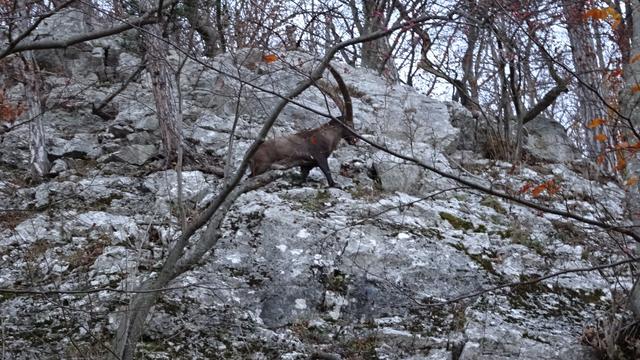 In einem Abstand von mehreren Metern und parallel zu uns begleitet er uns ein Stück des Weges. 