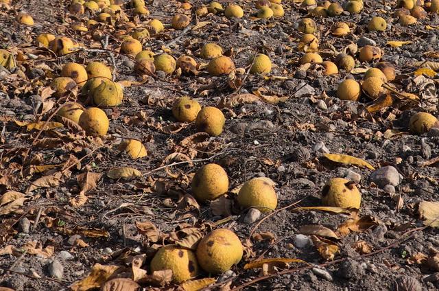 Rund, gelb, was könnte das für eine Frucht wohl sein...?