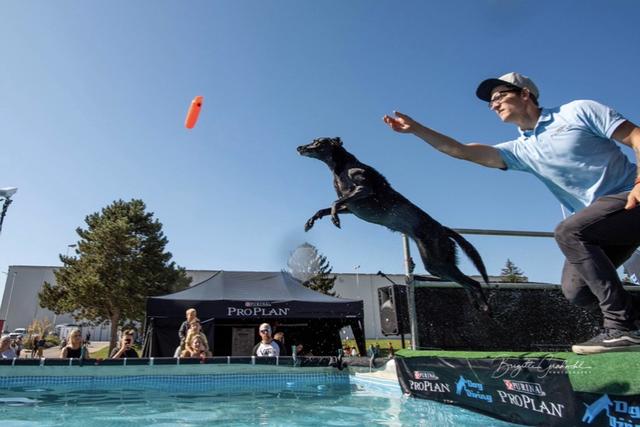 Kiras Sprung zur Österreichischen Rekordweite von 7,40 Metern bei der Internationalen Hundeausstellung in Tulln.