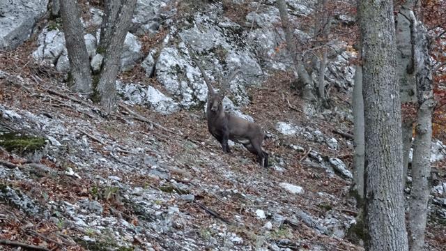 Er hat den Überblick! Ein stattlicher Steinbock beobachtet uns beim Abstieg! ... Wenn man sich ruhig und diszipliniert verhält, kann man am Gaisstein immer wieder Steinböcke sehen!
