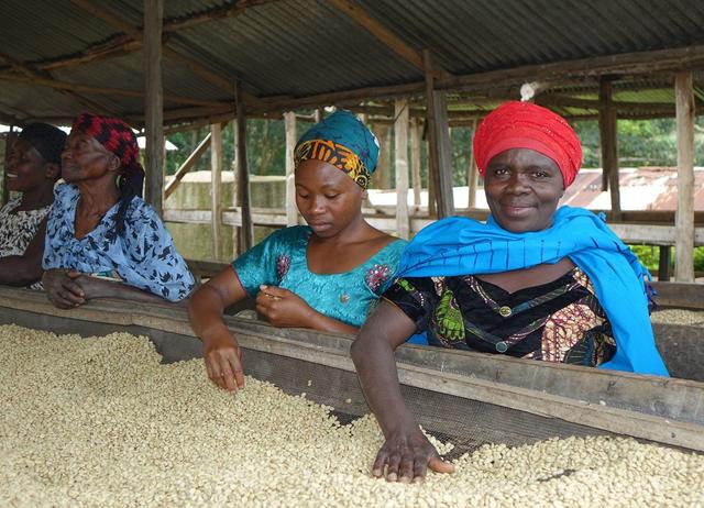 Frauen aus Uganda verlesen die Bohnen für den fairen Kaffee von Hand.