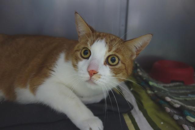Der zehnjährige Kater Petzi sucht nach einer neuen Familie.